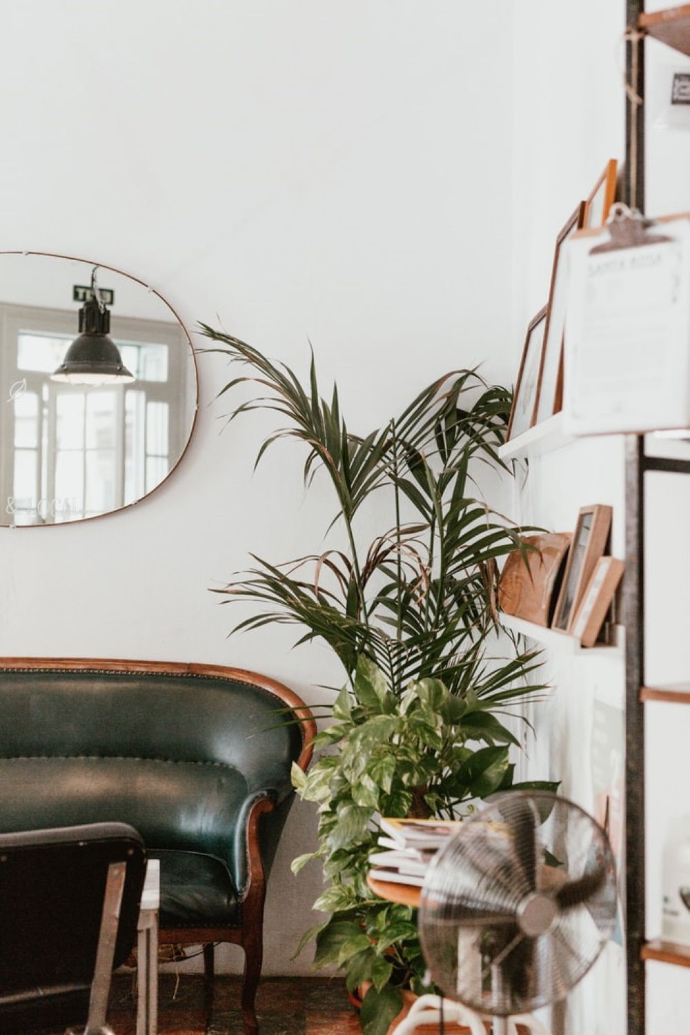 photo de salon avec plante et canape et etagere