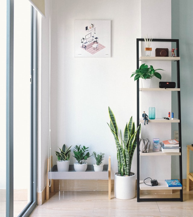 image de salon avec une plante