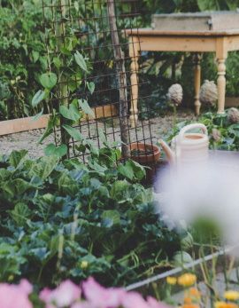 image de jardin avec des plantes fleurs et une table