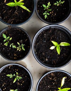 image de pots de fleur avec plantes