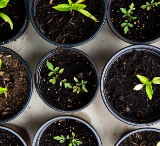 image de pots de fleur avec plantes