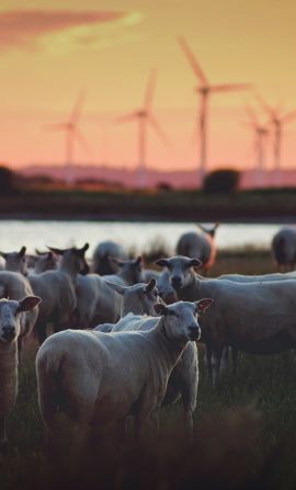 image de vache dans champs et eoliennes