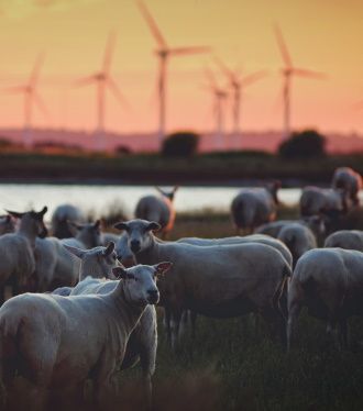 image de vache dans champs et eoliennes