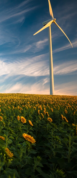 image de champ de tournesols avec eolienne