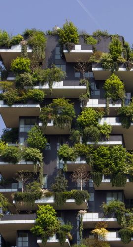 image de feuilles de arbre avec soleil