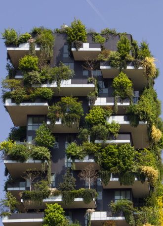 image de feuilles de arbre avec soleil